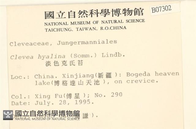 淡色克氏苔藏品圖，第2張