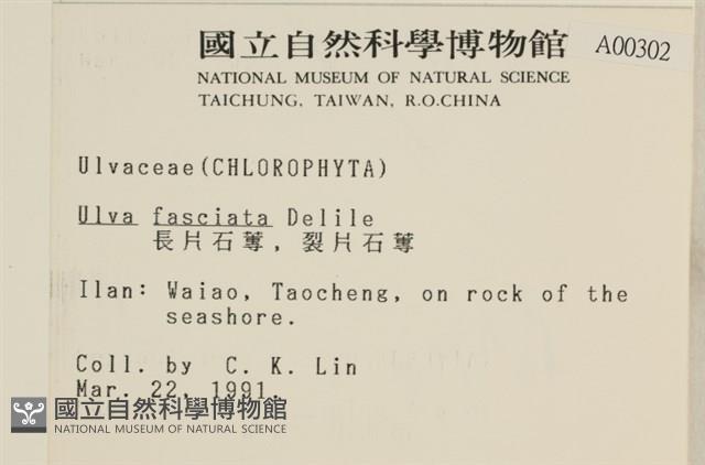 長片石蓴, 裂片石蓴藏品圖，第2張