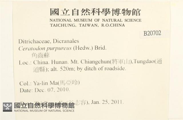角齒蘚藏品圖，第2張