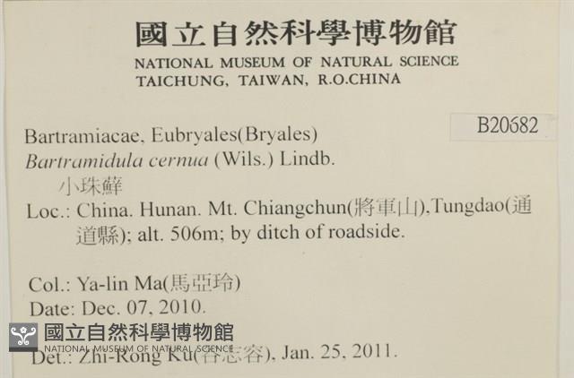 小珠蘚藏品圖，第2張