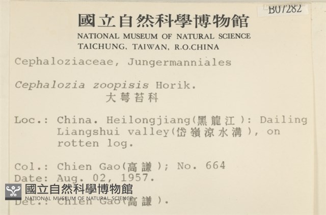 大萼苔科藏品圖，第2張