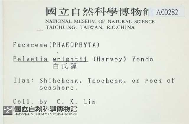 白氏藻藏品圖，第2張