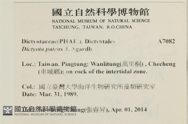 刺叉網地藻藏品圖，第2張