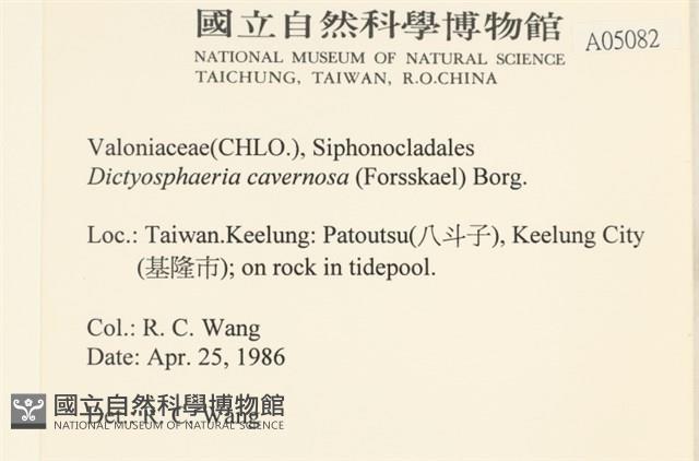 網球藻藏品圖，第2張