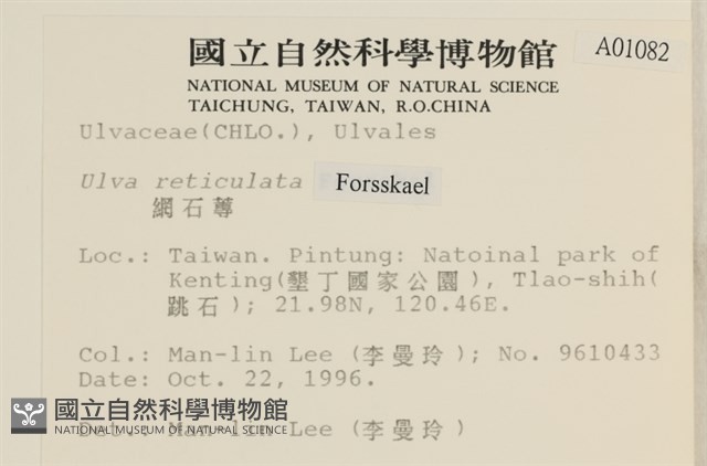 網石蓴藏品圖，第2張