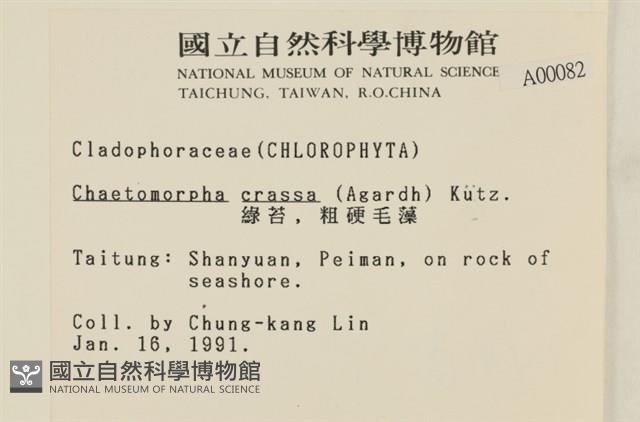 粗硬毛藻, 綠苔藏品圖，第2張