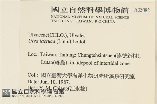 大石蓴, 石蓴藏品圖，第2張