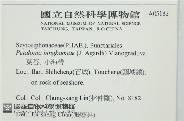 葉苔, 小海帶藏品圖，第2張