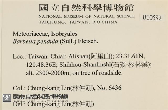 多疣懸蘚藏品圖，第2張