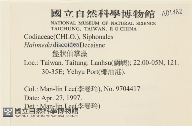 盤狀仙掌藻藏品圖，第2張