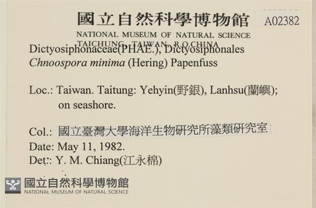 小毛孢藻, 小鹿角苔藏品圖，第2張