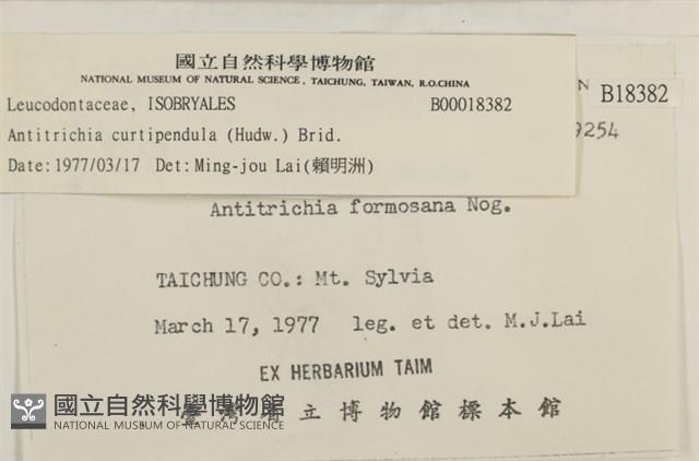 臺灣逆毛蘚藏品圖，第2張