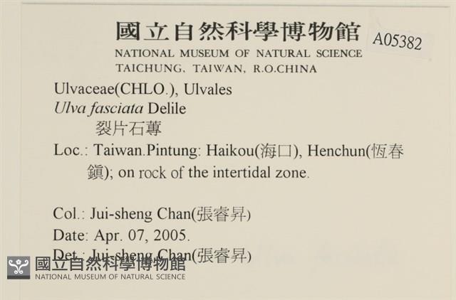 長片石蓴, 裂片石蓴藏品圖，第2張