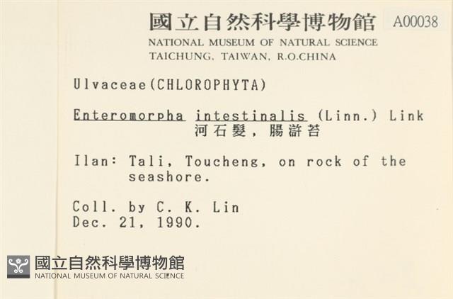 腸滸苔, 河石髮藏品圖，第2張