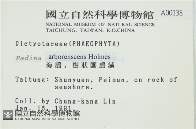 樹狀團扇藻藏品圖，第2張