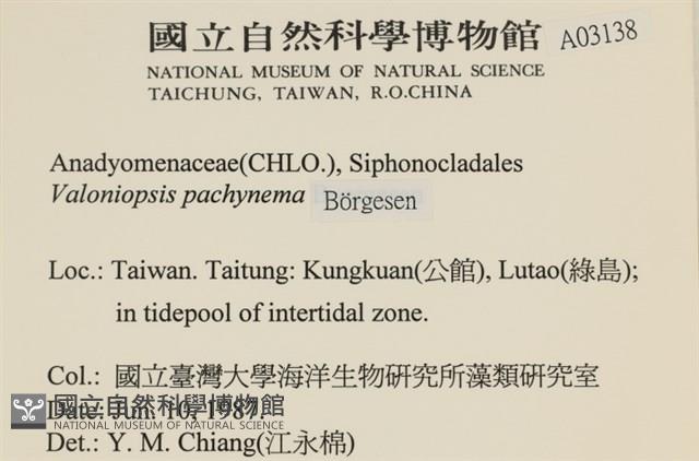 指枝藻藏品圖，第2張