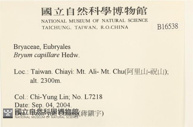 細葉真蘚藏品圖，第2張