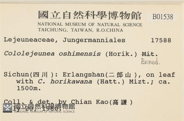 白邊疣鱗苔藏品圖，第2張