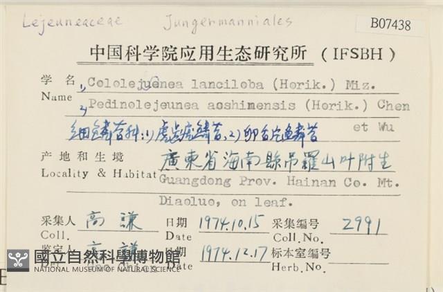 虎齒疣鱗苔藏品圖，第2張