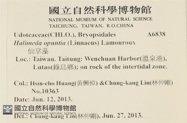 仙掌藻, 海仙人掌藏品圖，第2張