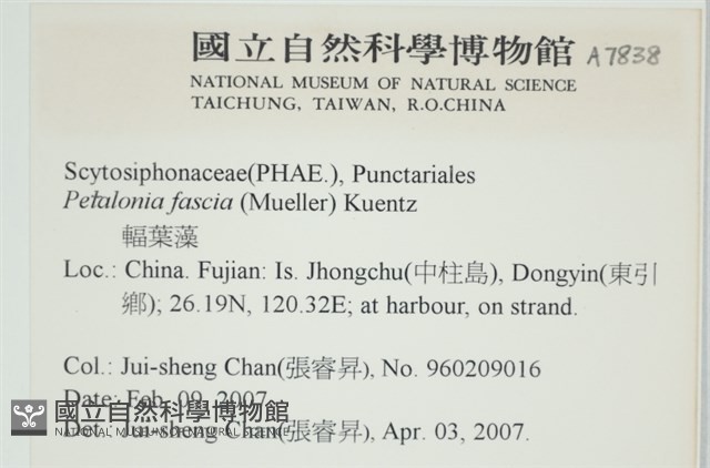 西洋葉苔藏品圖，第2張