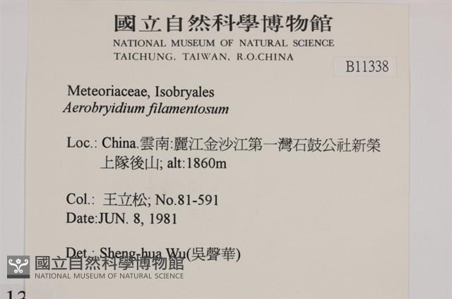 毛扭蘚藏品圖，第2張