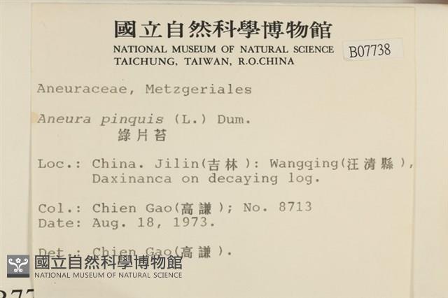 綠片苔藏品圖，第2張