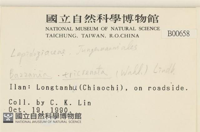 三齒鞭苔藏品圖，第2張