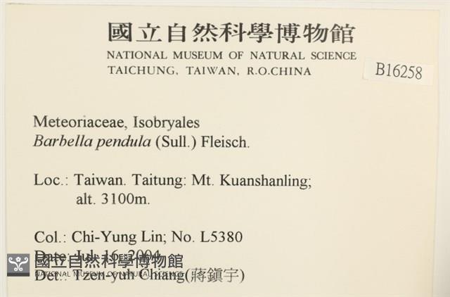 多疣懸蘚藏品圖，第2張