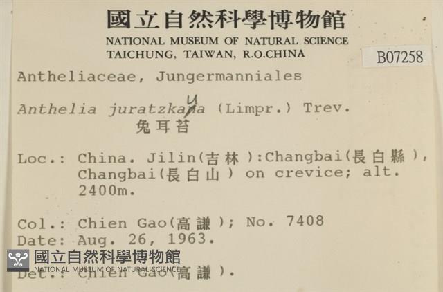 兔耳苔藏品圖，第2張