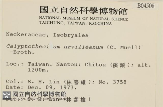 刺葉檜蘚藏品圖，第2張