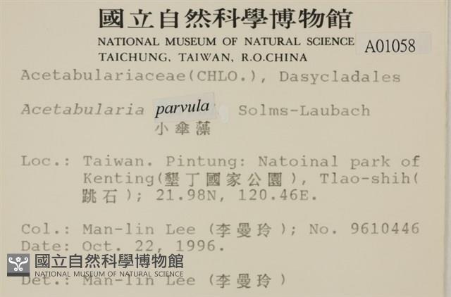 小笠藻, 小傘藻藏品圖，第2張