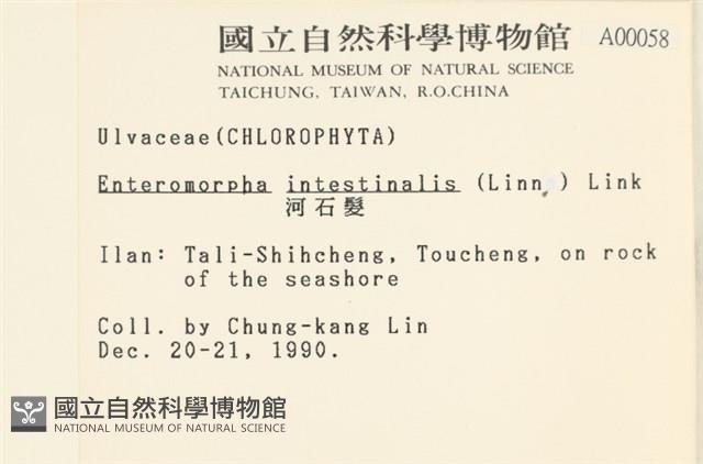 腸滸苔, 河石髮藏品圖，第2張