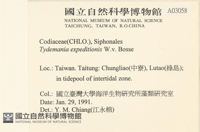 瘤枝藻藏品圖，第2張