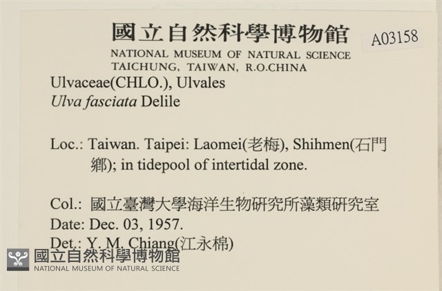 長片石蓴, 裂片石蓴藏品圖，第2張