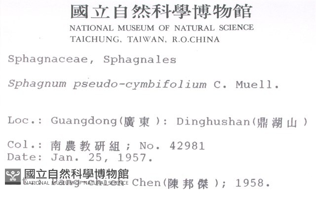 擬大泥炭蘚藏品圖，第2張