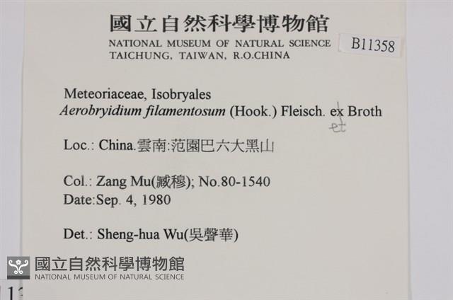 毛扭蘚藏品圖，第2張