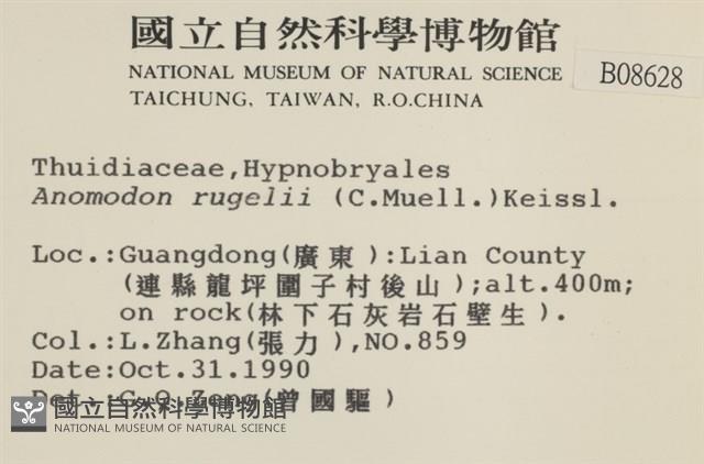 皺葉牛舌蘚藏品圖，第2張