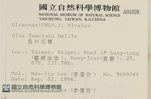 長片石蓴, 裂片石蓴藏品圖，第2張