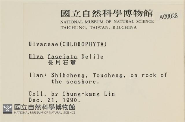 長片石蓴, 裂片石蓴藏品圖，第2張