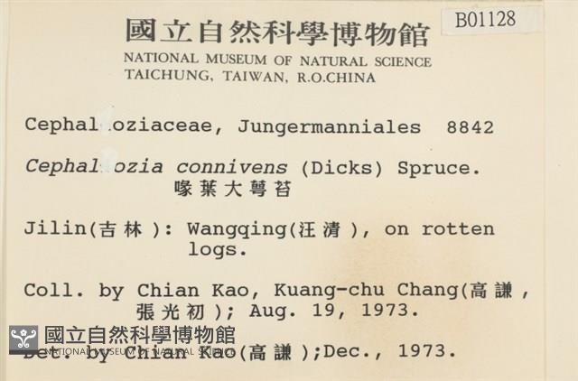 喙葉大萼苔藏品圖，第2張