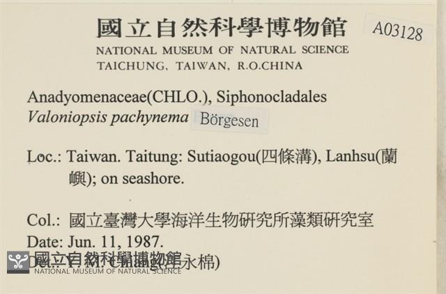 指枝藻藏品圖，第2張