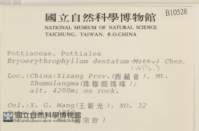 鋸齒紅葉蘚藏品圖，第2張