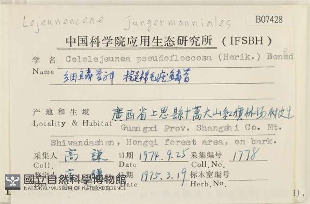 擬棉毛疣鱗苔藏品圖，第2張