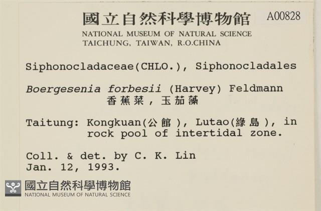 曲玉藻, 香蕉菜, 玉茄藻藏品圖，第2張