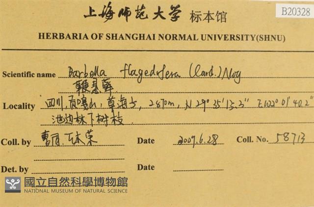 鞭枝懸蘚藏品圖，第2張
