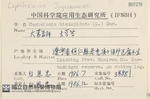 大萼苔藏品圖，第2張