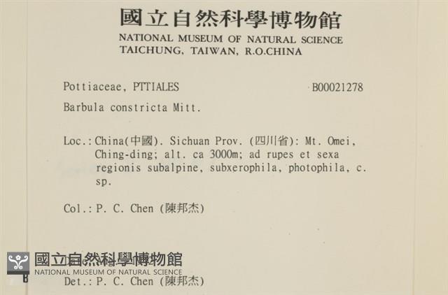 尖葉扭口蘚藏品圖，第2張