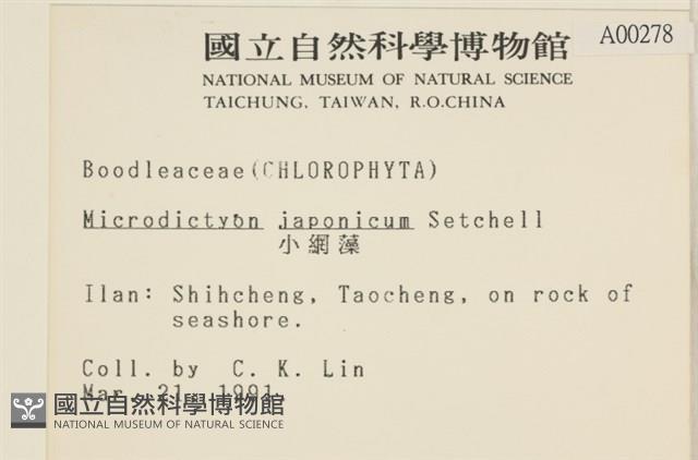 小網藻, 日本小網藻藏品圖，第2張