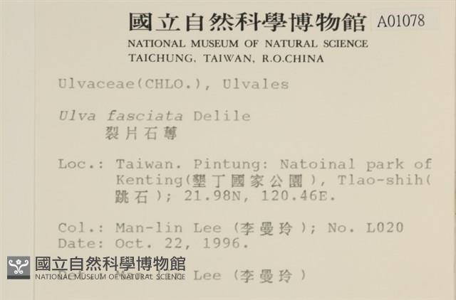 長片石蓴, 裂片石蓴藏品圖，第2張